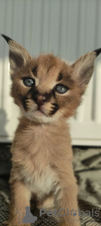 Additional photos: Caracal kittens