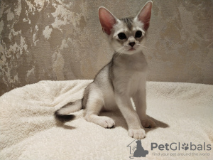 Photo №1. abyssinian cat - for sale in the city of Москва | 1057$ | Announcement № 41776