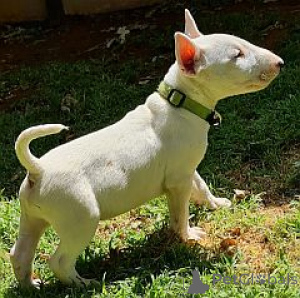 Photo №1. bull terrier - for sale in the city of Barsel | negotiated | Announcement № 166367