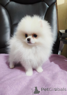Photo №4. I will sell pomeranian in the city of Tbilisi. private announcement, from nursery, breeder - price - negotiated