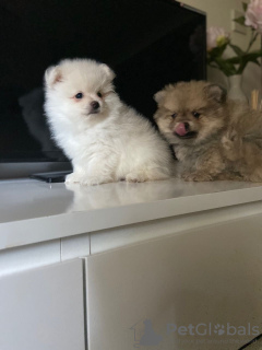 Additional photos: Pomeranian puppies available for loving homes only