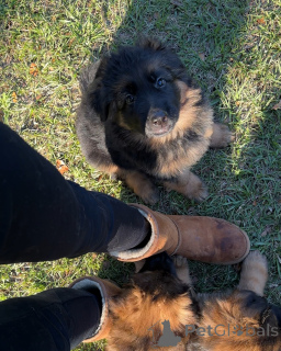 Photo №4. I will sell non-pedigree dogs in the city of Bad Wildungen. private announcement - price - negotiated