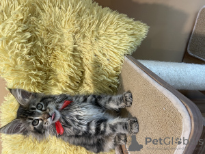 Photo №1. maine coon - for sale in the city of Квакертаун | 1600$ | Announcement № 57460
