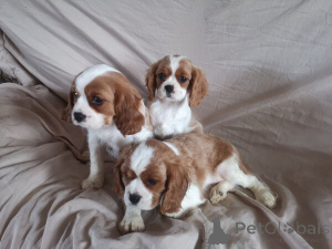 Photo №1. cavalier king charles spaniel - for sale in the city of Antwerp | negotiated | Announcement № 169655
