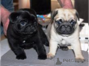 Photo №1. pug - for sale in the city of Bucharest | negotiated | Announcement № 157978