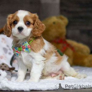 Photo №2 to announcement № 159555 for the sale of cavalier king charles spaniel - buy in Croatia private announcement