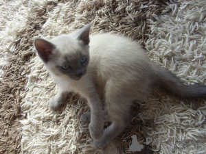 Photo №1. siamese cat - for sale in the city of Berlin | Is free | Announcement № 125378