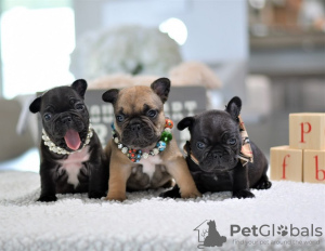 Photo №4. I will sell french bulldog in the city of Helsinki. private announcement, breeder - price - 423$