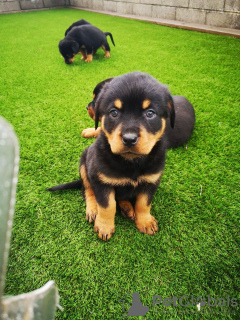 Photo №1. rottweiler - for sale in the city of Gornja Radgona | 402$ | Announcement № 13747