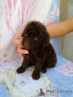 Photo №1. poodle (toy) - for sale in the city of Zrenjanin | negotiated | Announcement № 103665