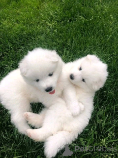 Photo №3. Samoyed puppies available for adoption. United States