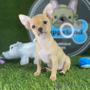 Photo №1. chihuahua - for sale in the city of Canton | 700$ | Announcement № 138259
