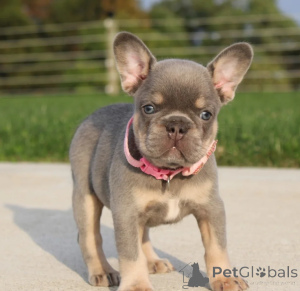 Photo №2 to announcement № 158230 for the sale of french bulldog - buy in Ireland 