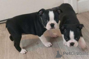 Photo №1. boston terrier - for sale in the city of Limont | negotiated | Announcement № 175502