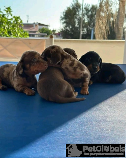 Photo №3. Vaccinated dachshund puppy for Sale! Are you ready to add a lovable and loyal. Italy