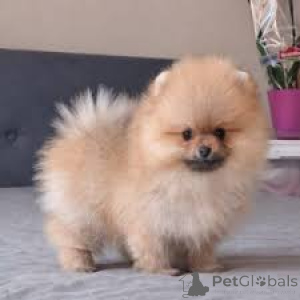 Photo №2 to announcement № 166973 for the sale of pomeranian - buy in France private announcement, breeder