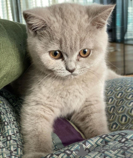 Photo №1. british longhair - for sale in the city of Toulon | 329$ | Announcement № 133176
