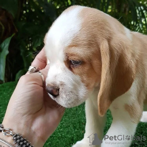 Photo №3. beagle puppies looking. Germany