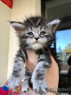 Additional photos: Maine Coon kitten for rehoming