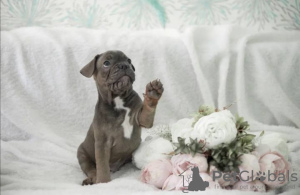 Photo №4. I will sell french bulldog in the city of Cherepovets. private announcement - price - 828$