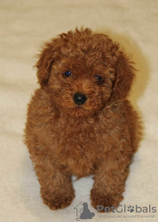 Photo №2 to announcement № 19388 for the sale of poodle (toy) - buy in Poland private announcement