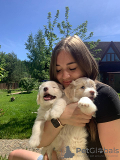 Photo №3. Maltipu f1 and mini. Russian Federation