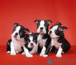 Photo №1. boston terrier - for sale in the city of Stockholm | negotiated | Announcement № 96292