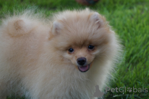 Photo №1. pomeranian - for sale in the city of Москва | 325$ | Announcement № 55956