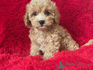 Photo №1. maltipu - for sale in the city of Berlin | 847$ | Announcement № 149849