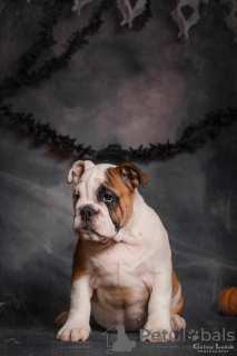 Photo №1. english bulldog - for sale in the city of Odessa | 500$ | Announcement № 52195