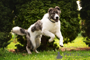 Photo №3. The Caucasian wolfhound is in good hands.. Russian Federation