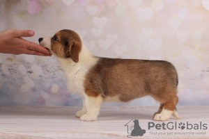 Photo №3. Welsh corgi cardigan - redhead girl. Ukraine