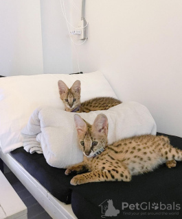 Photo №1. savannah cat - for sale in the city of Paris | 2113$ | Announcement № 122522