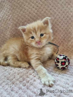 Photo №3. Baby male and female Maine coon kitten giving way. Belgium