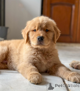 Photo №1. golden retriever - for sale in the city of Berlin | negotiated | Announcement № 163518
