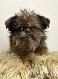 Photo №4. I will sell otterhound in the city of Belgrade.  - price - negotiated