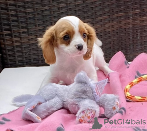 Photo №1. cavalier king charles spaniel - for sale in the city of Ostrava | 300$ | Announcement № 40859
