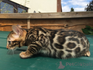 Photo №2 to announcement № 158759 for the sale of bengal cat - buy in Germany private announcement