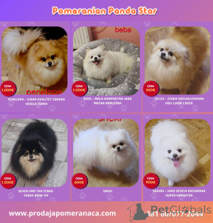 Photo №2 to announcement № 168233 for the sale of pomeranian - buy in Serbia breeder