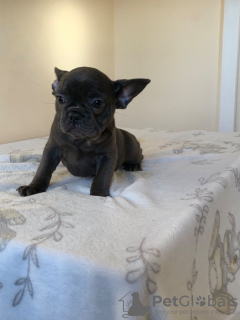 Photo №4. I will sell french bulldog in the city of Berlin. private announcement, breeder - price - 423$