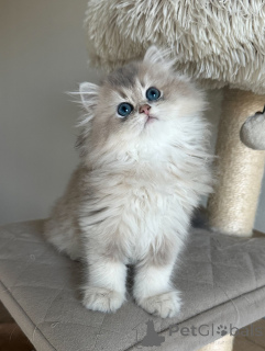 Photo №3. Cuddly and sweet British Shorthair kittens now available.. Germany