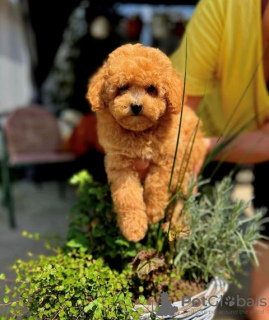 Photo №1. poodle (dwarf) - for sale in the city of Werbass | negotiated | Announcement № 110765