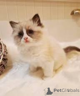 Photo №2 to announcement № 166603 for the sale of ragdoll - buy in Belgium private announcement, breeder