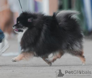 Photo №4. I will sell pomeranian in the city of Москва. private announcement, breeder - price - negotiated
