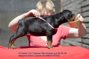 Photo №3. Dobermans-puppies, kennel & quot; from Magnitnaya Stanitsa & quot;. Russian Federation