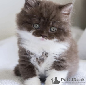 Photo №2 to announcement № 101730 for the sale of british shorthair - buy in Germany breeder