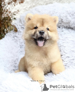Photo №1. chow chow - for sale in the city of Дортмунд | 423$ | Announcement № 99458