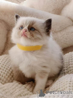 Photo №4. I will sell ragdoll in the city of Klagenfurt. breeder - price - 361$