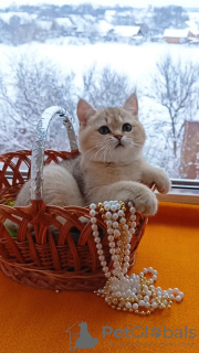 Photo №3. british golden chinchillas. Germany