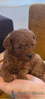Photo №2 to announcement № 166099 for the sale of poodle (toy) - buy in Serbia 